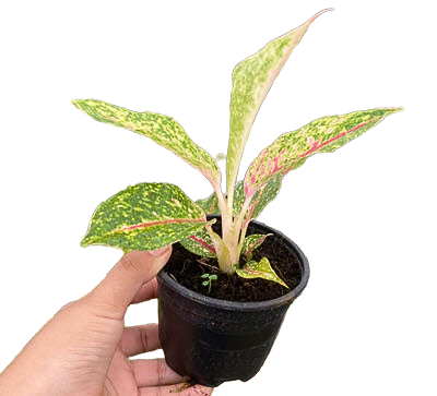 Aglaonema Night Sparkle